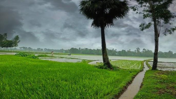 বাংলাদেশের জলবায়ুর বৈশিষ্ট্য: ঋতু, বৃষ্টিপাত ও তাপমাত্রা বাংলাদেশের জলবায়ুর বৈশিষ্ট্য ও বর্ষাকালের প্রাকৃতিক দৃশ্য