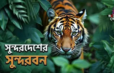 পৃথিবীর বৃহত্তম ম্যানগ্রোভ বন হিসেবে সুন্দরবনের খ্যাতি সর্বত্র