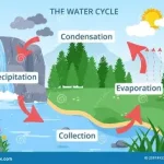 Precipitation as part of the water cycle