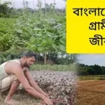 কৃষিকাজ গ্রামীণ মানুষের প্রধান পেশা