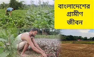 কৃষিকাজ গ্রামীণ মানুষের প্রধান পেশা